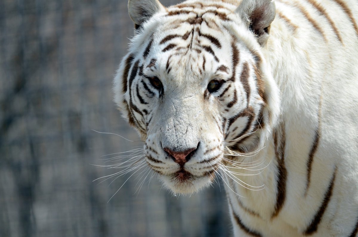 NTSGreen's tweet photo. Up close with Tigger! #nationaltigersanctuary #CatsOfTwitter #branson #explorebranson #bransonspringbreak #bransonmo https://t.co/3ao6e6Uik4
