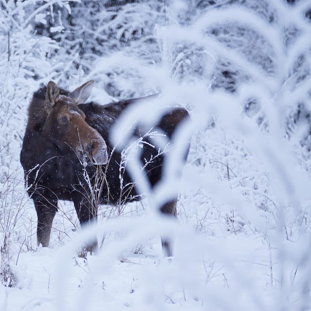 A moose explores the frosty countryside in <a href="/TourismBCNorth/">Northern BC</a>. Photo by _ryandickie via IG. #exploreBC #travelNBC