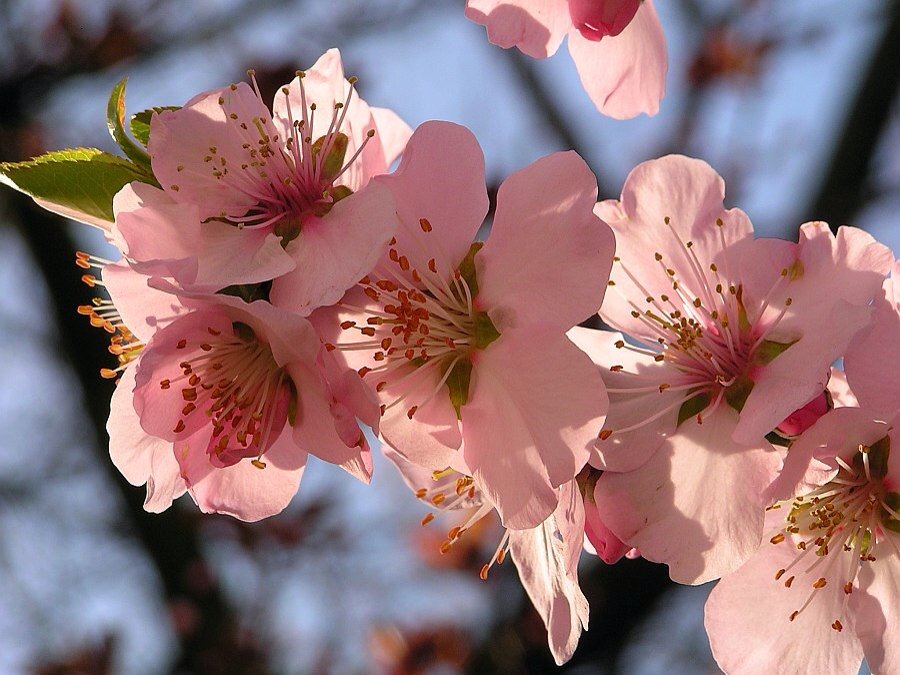 цветущий абрикос. «цветущие яблони» клож. расцветающий цветок. яблони геншин. кампанула синий колокольчик.