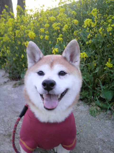 柴ワンワン 犬さがしてます 八王子市 86cb948e0a984d6 Twitter