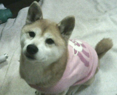 柴ワンワン 犬さがしてます 八王子市 86cb948e0a984d6 Twitter