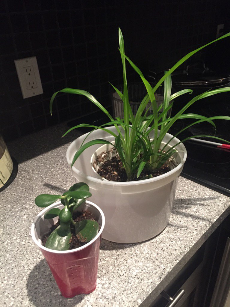 jmclean_ph's tweet photo. Merci @ClaireKreuger the only plants in the house are courtesy of @palliserheights gardening club #futuregreenthumbs https://t.co/npZ0bNpeCV