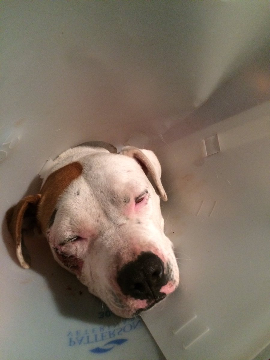 co_pony's tweet photo. Flower in the house.  "Sleepy Cone Hater."
Humpty Dumpty is back together.  Thanks!!

#LoveHer.  #IzzyPop. https://t.co/2bgEuHRLmM