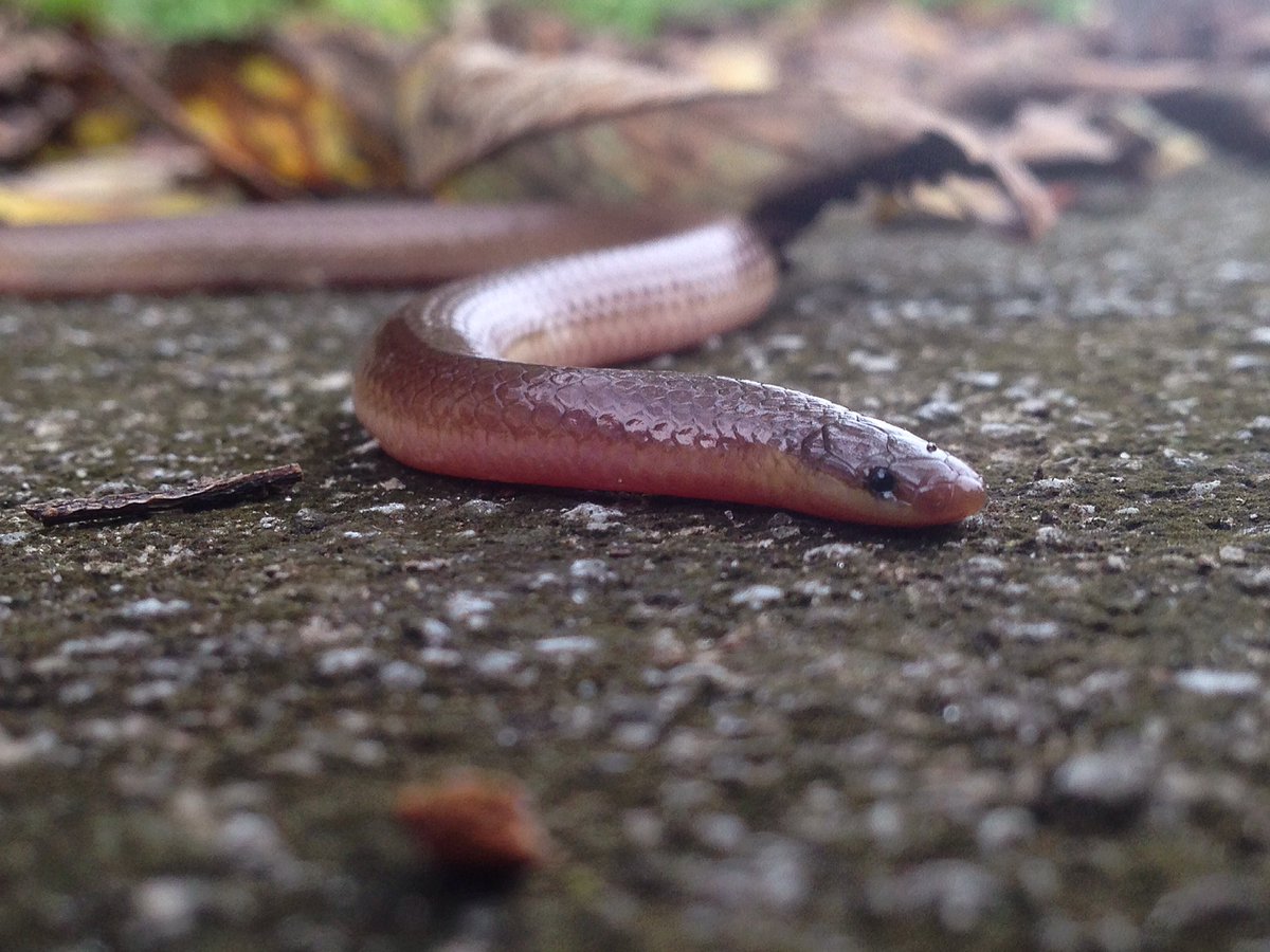 HerpersGuide's tweet photo. What an amazing little #snake #wormsnake #reptile https://t.co/POhev5FUhS
