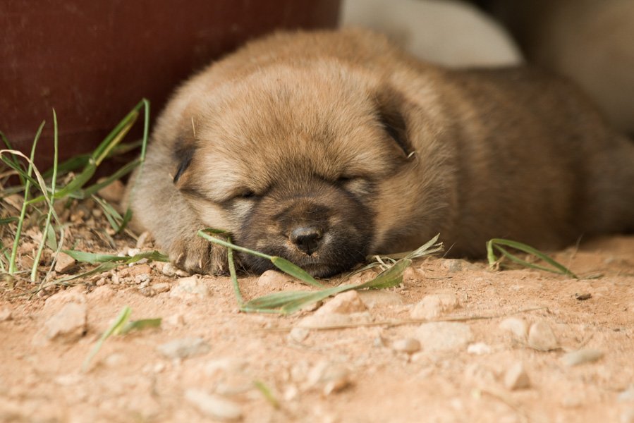 ekpics's tweet photo. Please help me complete my documentary film, #CompassionSoup: the End of Dog Meat in Korea. https://t.co/rNcIEyyQXo https://t.co/xepv8rpiRQ