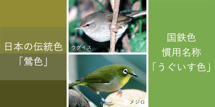 意外すぎる ウグイスの本当の色と鳴き声が話題 スリムキュー Slimqu