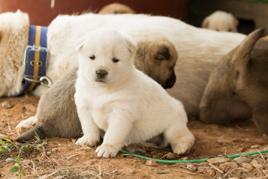 freekoreandogs's tweet photo. Help our founder EK to complete her film #CompassionSoup: the End of Dog Meat in Korea. https://t.co/3ANHbt1opB https://t.co/VpOj85N8FY