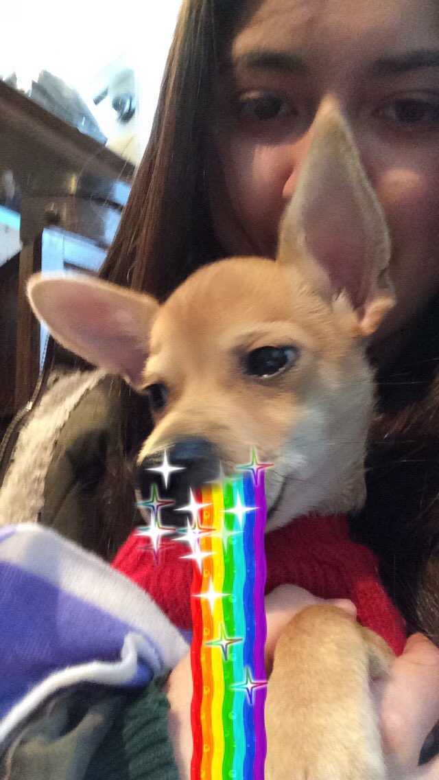 Ali_Alicia5's tweet photo. Failed at using snapchat filters on Dexter https://t.co/gWqxzPkV78