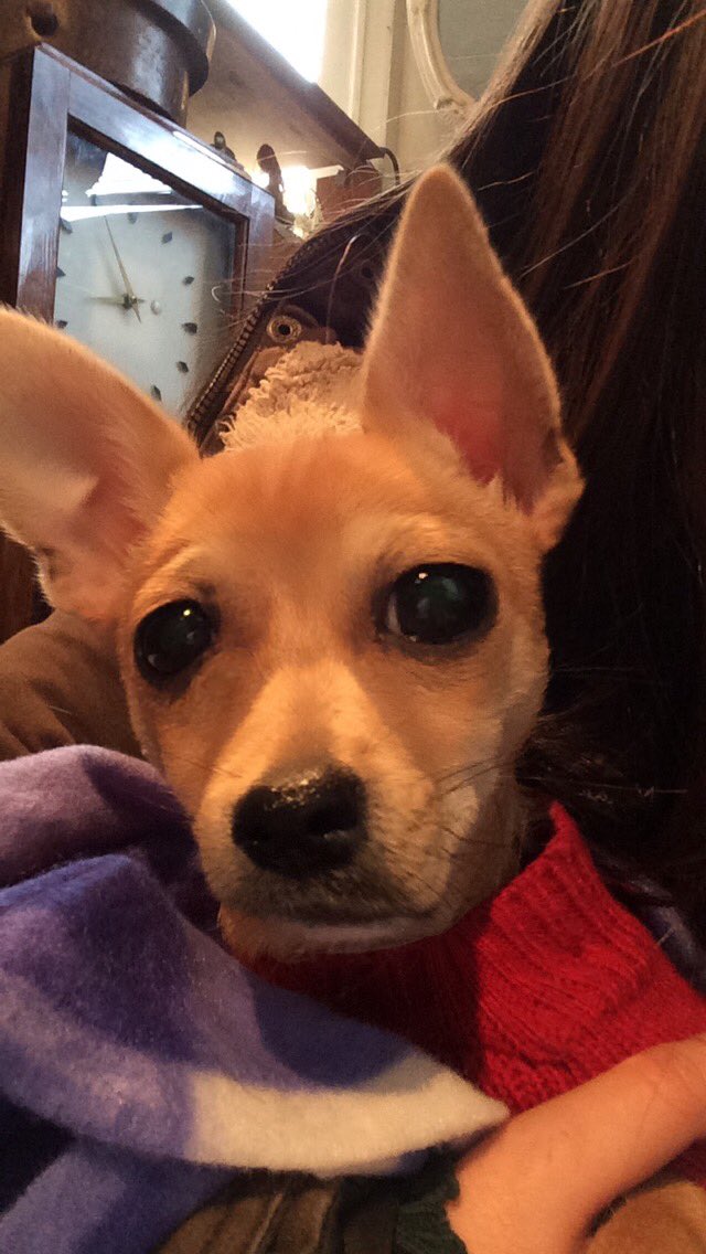 Ali_Alicia5's tweet photo. Failed at using snapchat filters on Dexter https://t.co/gWqxzPkV78