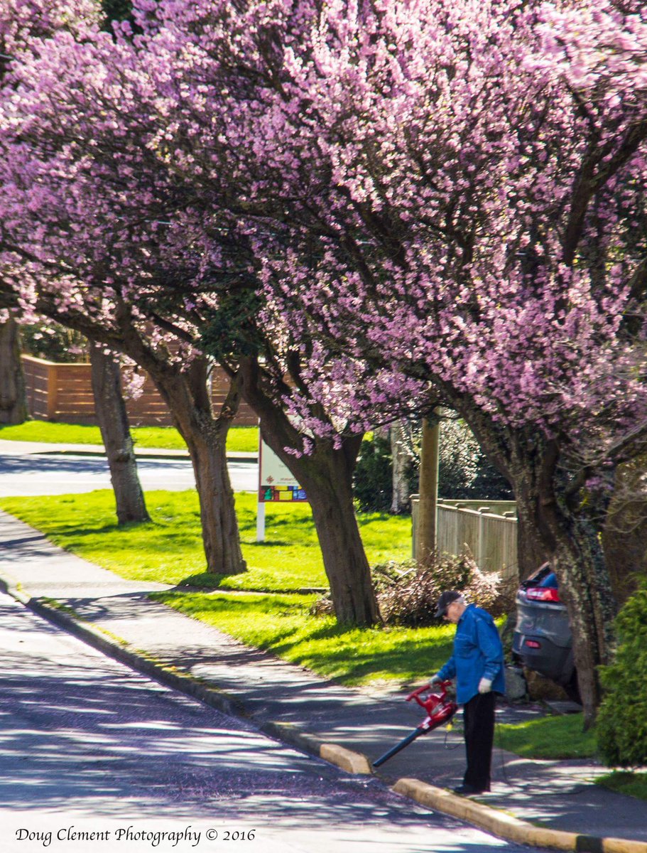 HelloBC's tweet photo. Taken last week! MT @victoriavisitor: This looks about right. February in Victoria #exploreBC (pic:Doug Clement) https://t.co/ne0Af52faT