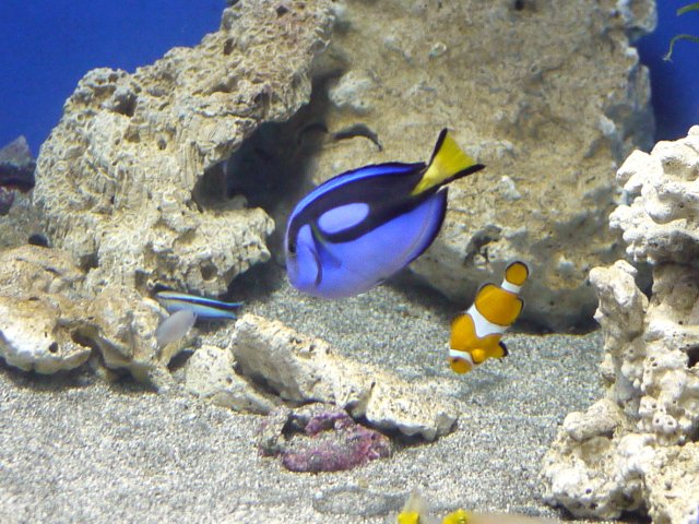海水魚　ナンヨウハギ　カクレクマノミ等 楽天市場】カクレクマノミ ナンヨウハギの通販