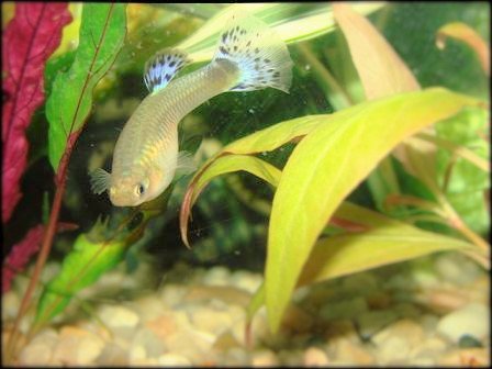 FrankPesas's tweet photo. #LifeExotic #PoeciliaReticulata #Peces
Guppy pez de agua dulce.... https://t.co/PUocEkhXYq