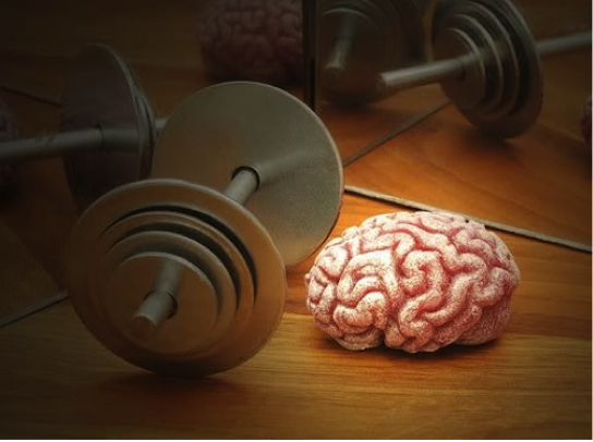 NIMMLab's tweet image. Effect of aerobic exercise on the brain #BrainInMotion #plasticity #reverseaging onlinelibrary.wiley.com/doi/10.1113/JP…