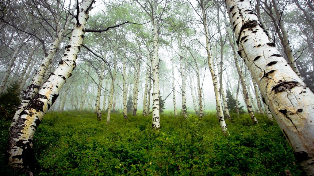 Березка документальный. Ствол березы. Березовый сок в березовой роще. Березовая роща Томск.