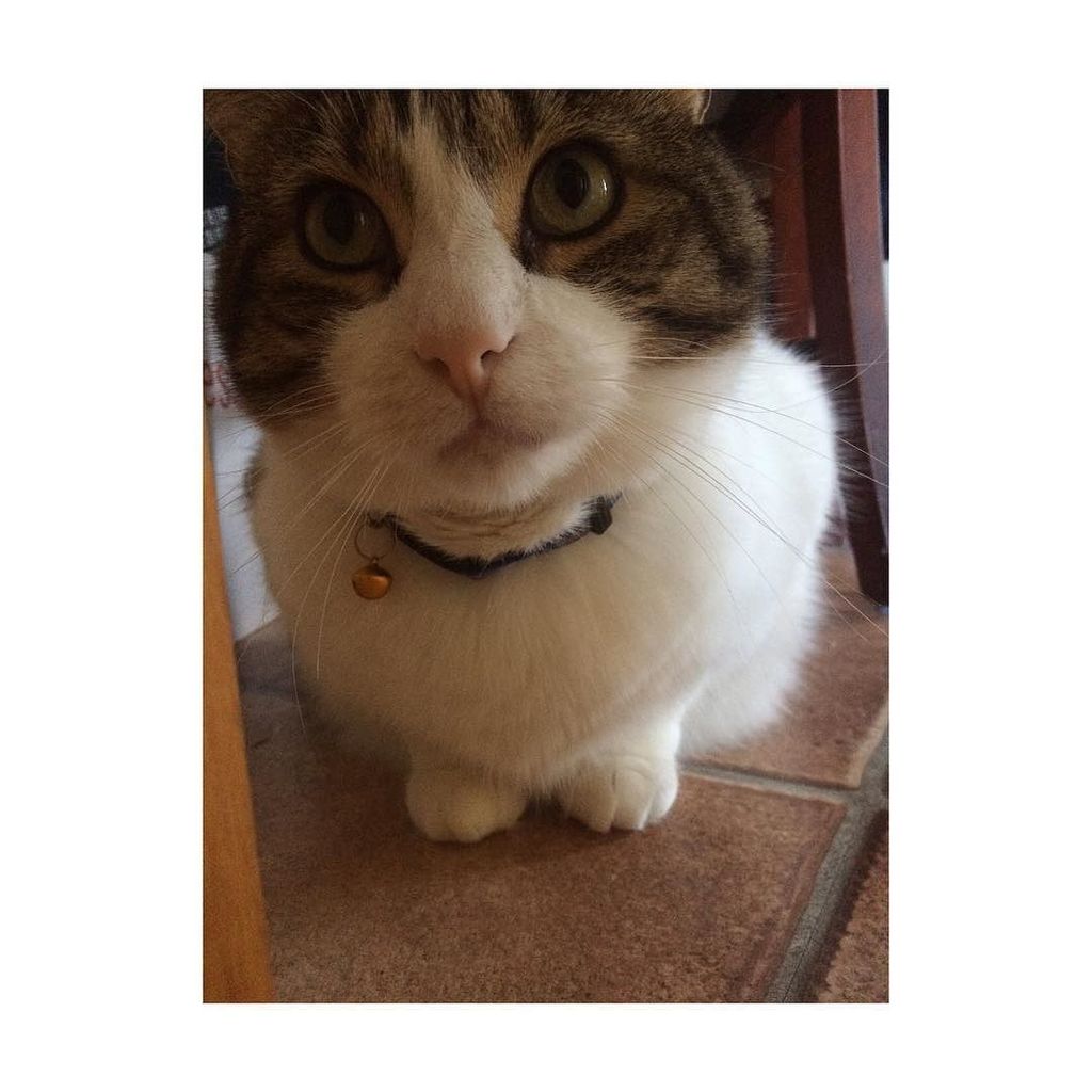 Chatchatcatcat's tweet photo. Bae ❤️❤️ #instagramers #instalove #instapicture #instacat #instacats #instacatsgram #instacatlover #instamiaw #cat … https://t.co/XJ5idyUg9t