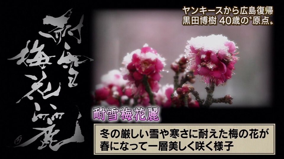 まっかぁぷ 燕 Auf Twitter 黒田博樹の座右の銘 西郷隆盛の漢詩の一節 雪に耐えて梅花麗し 意味 梅の花は寒い冬を耐え忍ぶ事で 春に一番麗しく咲く 人間というのものは 辛い事や 苦しい事を耐え忍んでこそ大成する T Co 66fvoic1r1