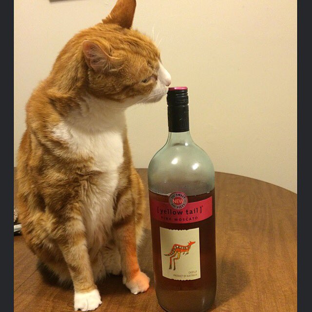 OliverTaco's tweet photo. Be a responsible feline, and only consume alcohol if you are 21 or over. #SoberTaco #YellowTail @yellowtail_usa https://t.co/h3Yl228Fer
