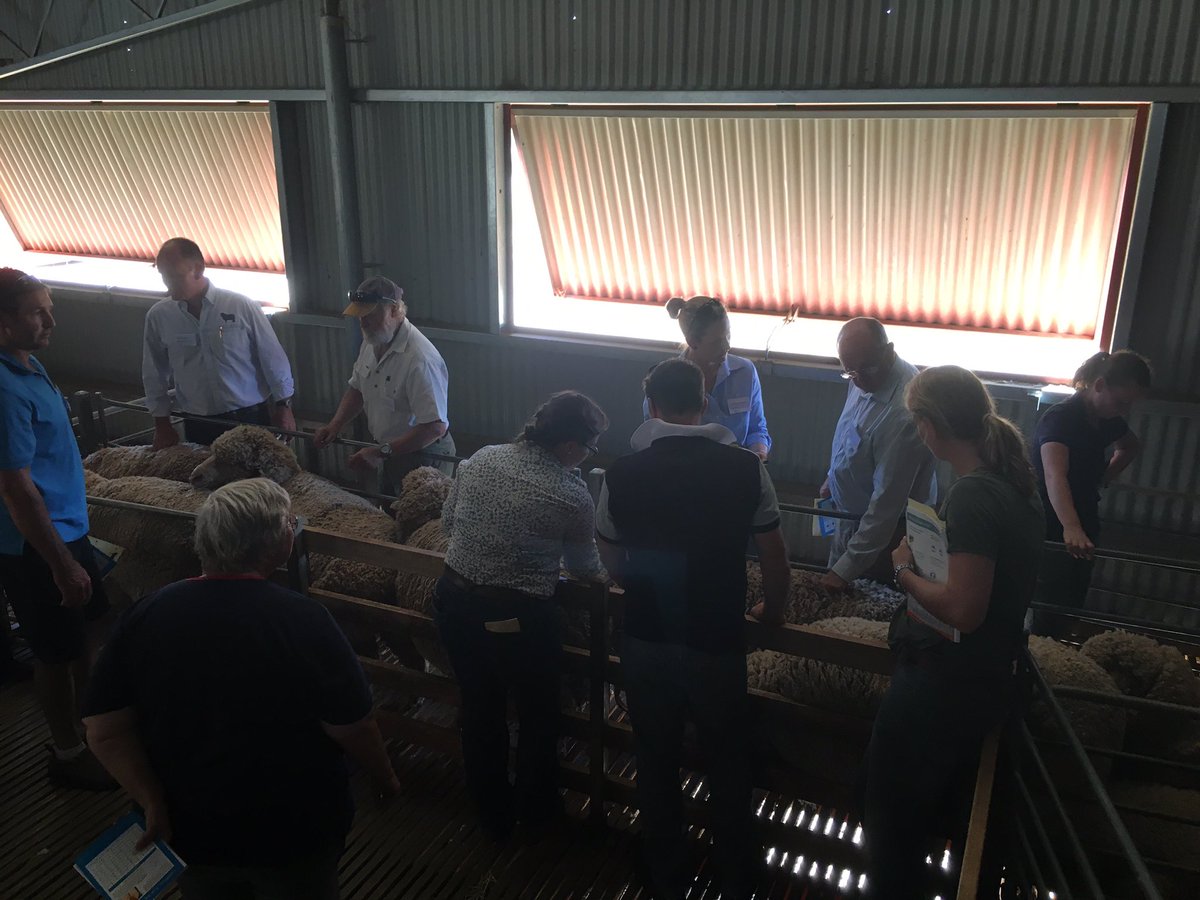 woolinnovation's tweet photo. Trainers #conditionscoring #merinos at the #AWINMC Train-the-Trainer Workshop #wool #sheep @RiverinaTAFE https://t.co/v2FX6KOMqa