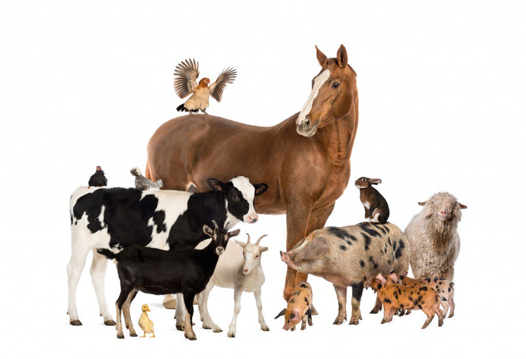 CVEWC's tweet photo. Veterinarians And The ‘Duty To Report’ https://t.co/lDXQ8PwGuK https://t.co/izv5CrykFs