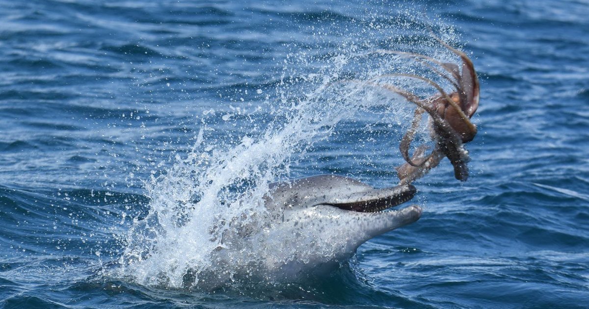 HuffPost's tweet photo. Dolphin chooses world's unluckiest octopus as a playmate https://t.co/9U67rZDPJM https://t.co/19mV1mVJ15