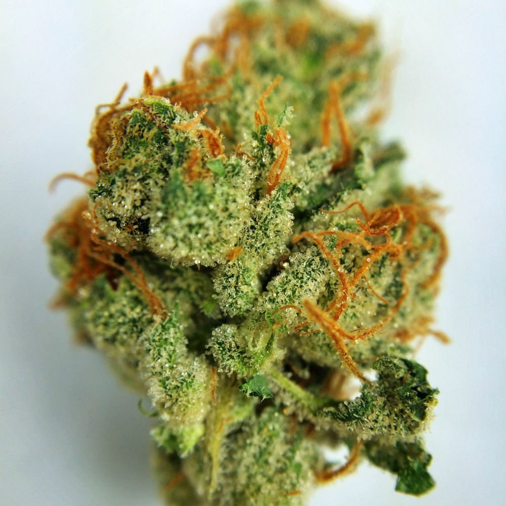 ThinkTankExile's tweet photo. Best Strains to Relieve Symptoms of #PMS - https://t.co/4tMFx973k3   #ladies #cannabis #mmj https://t.co/o1khrDGqpE