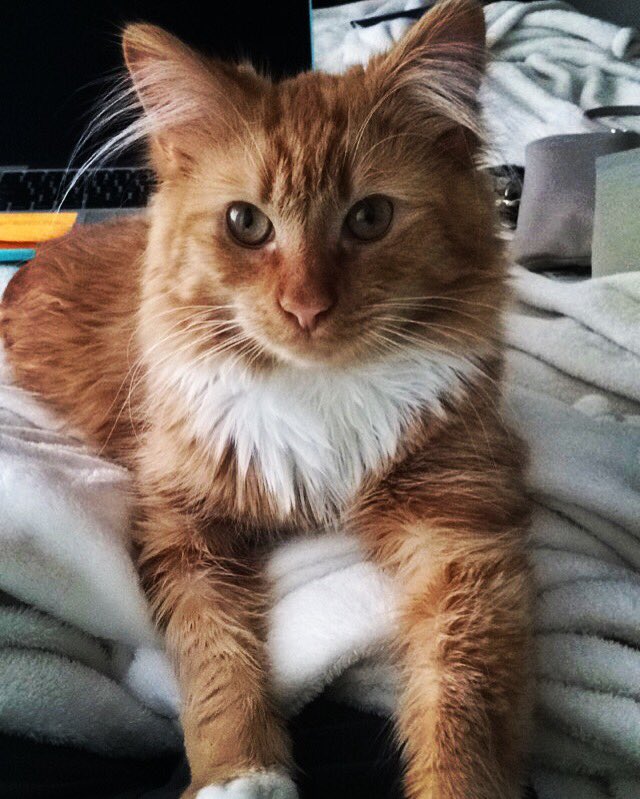 jessikasherrick's tweet photo. My cuddle bug. Leo 😻 https://t.co/NeUeyixnAz