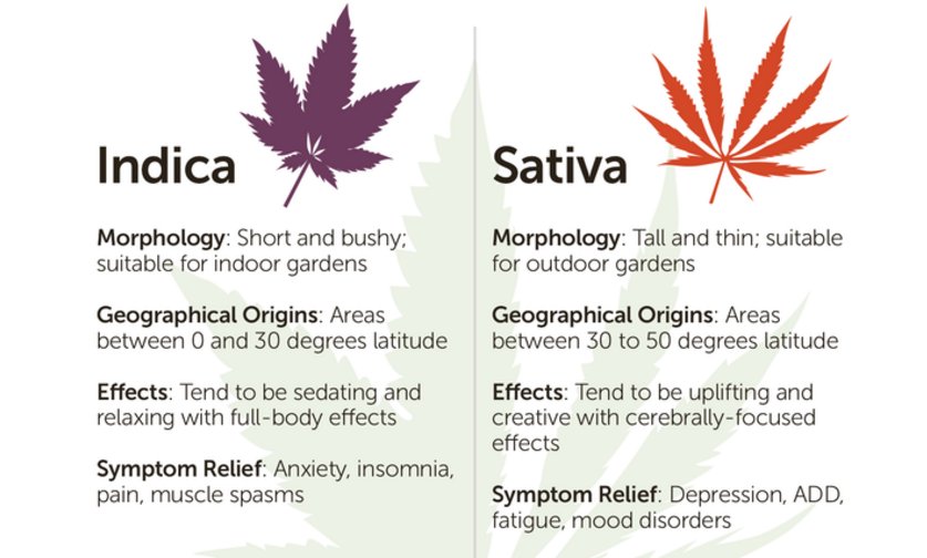 Thrillist's tweet photo. What's the difference between indica, sativa, and hybrid weed? https://t.co/i3Giw6PmIt https://t.co/l6ueRnoLYt