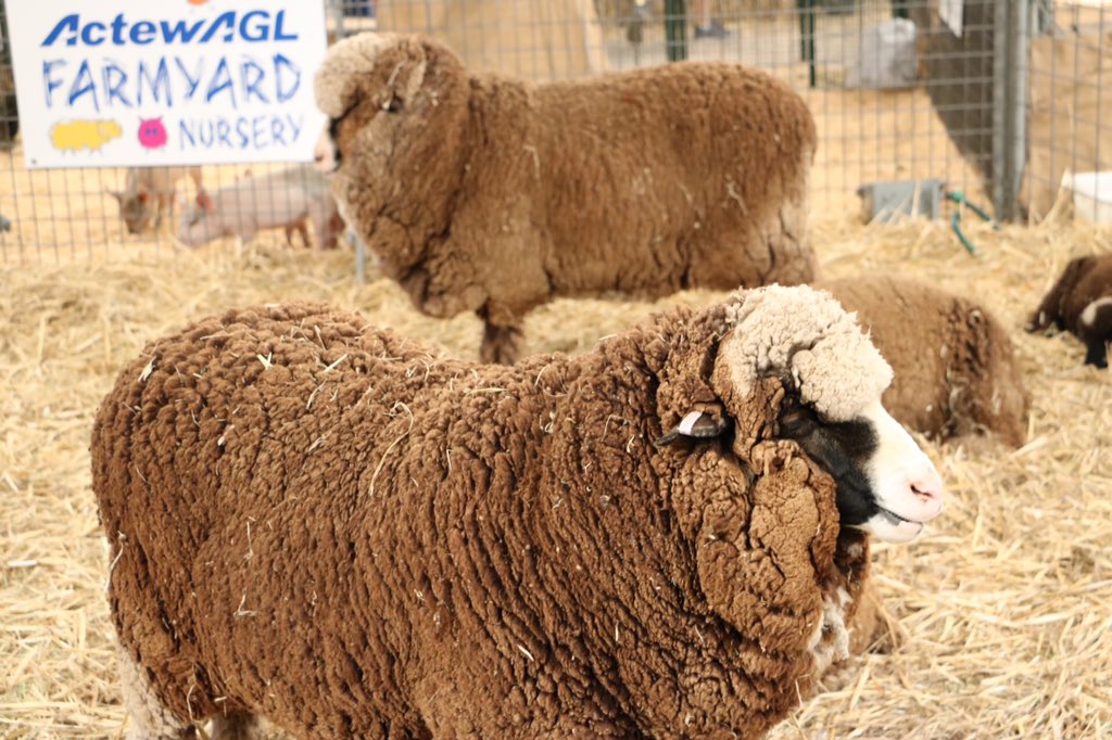 Clarissa_Thorpe's tweet photo. Plenty of cute baby #animals! My kids loved the #farmyard nursery at @CanberraShow #CBRshow @ActewAGLevents https://t.co/gRmnsmgAw5