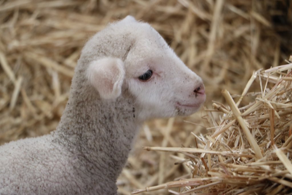 Plenty of cute baby #animals! My kids loved the #farmyard nursery at <a href="/CanberraShow/">Royal Canberra Show</a> #CBRshow @ActewAGLevents