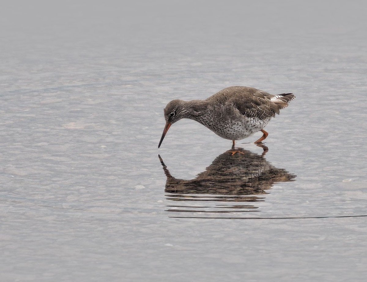 infourthirds's tweet photo. #Redshank low tide on the #Menai #Anglesey last night taken with @OlympusUK OMD EM5MKII &amp; #Kowa 350mm f4 #telephoto https://t.co/JXYouat3ke