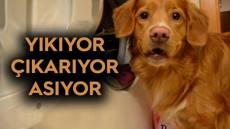 HaberturkTV's tweet photo. Golden Retriever cinsi köpek Champis'in hünerleri tık rekoru kırıyor

https://t.co/jpbDpe96v4 https://t.co/X6o8pqKKMa