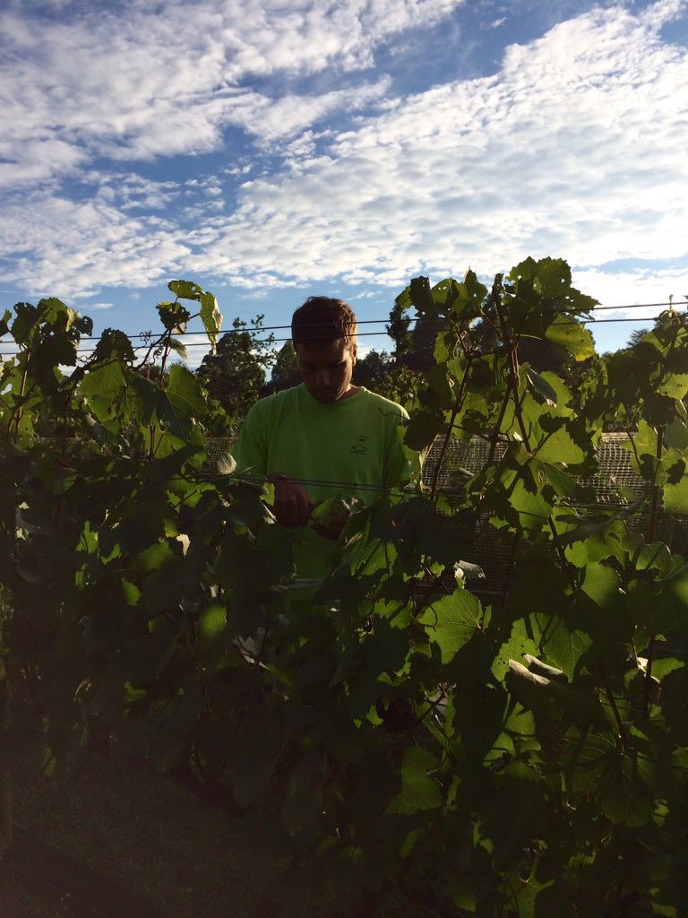 KznWine's tweet photo. Early morning happiness @AbingdonEstate #KZN #Saharvest2016 https://t.co/bIsAZwPy3t