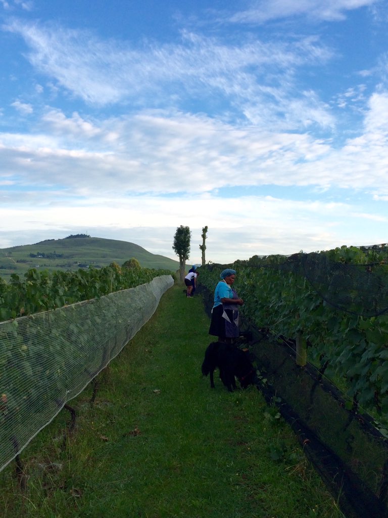 Early morning happiness <a href="/AbingdonEstate/">Abingdon Wine Estate</a> #KZN #Saharvest2016