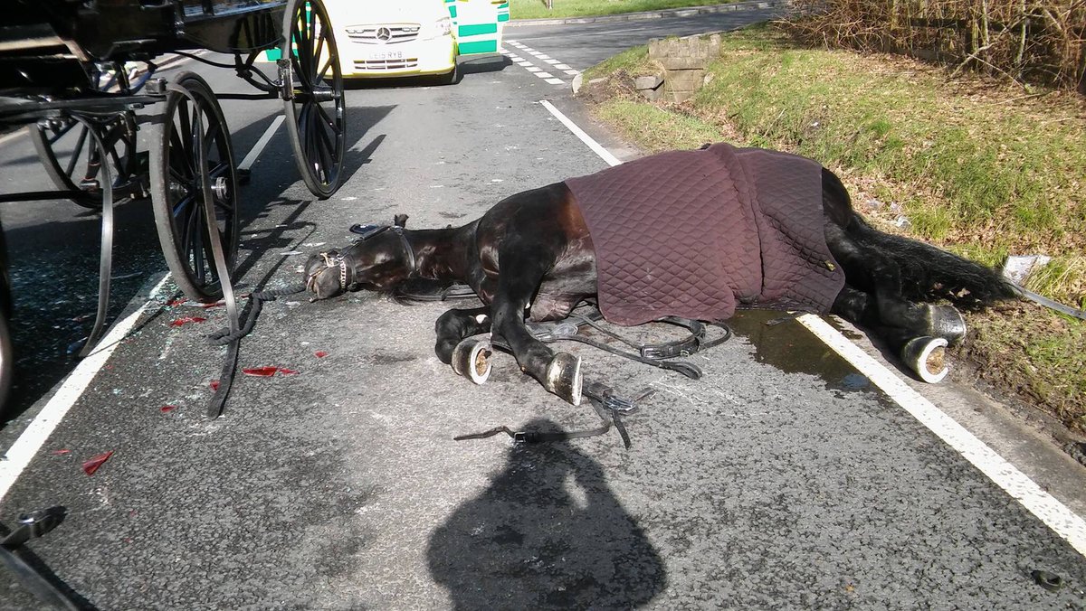 APEquine's tweet image. Please RT everyone 🐴 please sign this petition Slow Down For Our Horses change.org/p/slow-down-fo… #equestrian