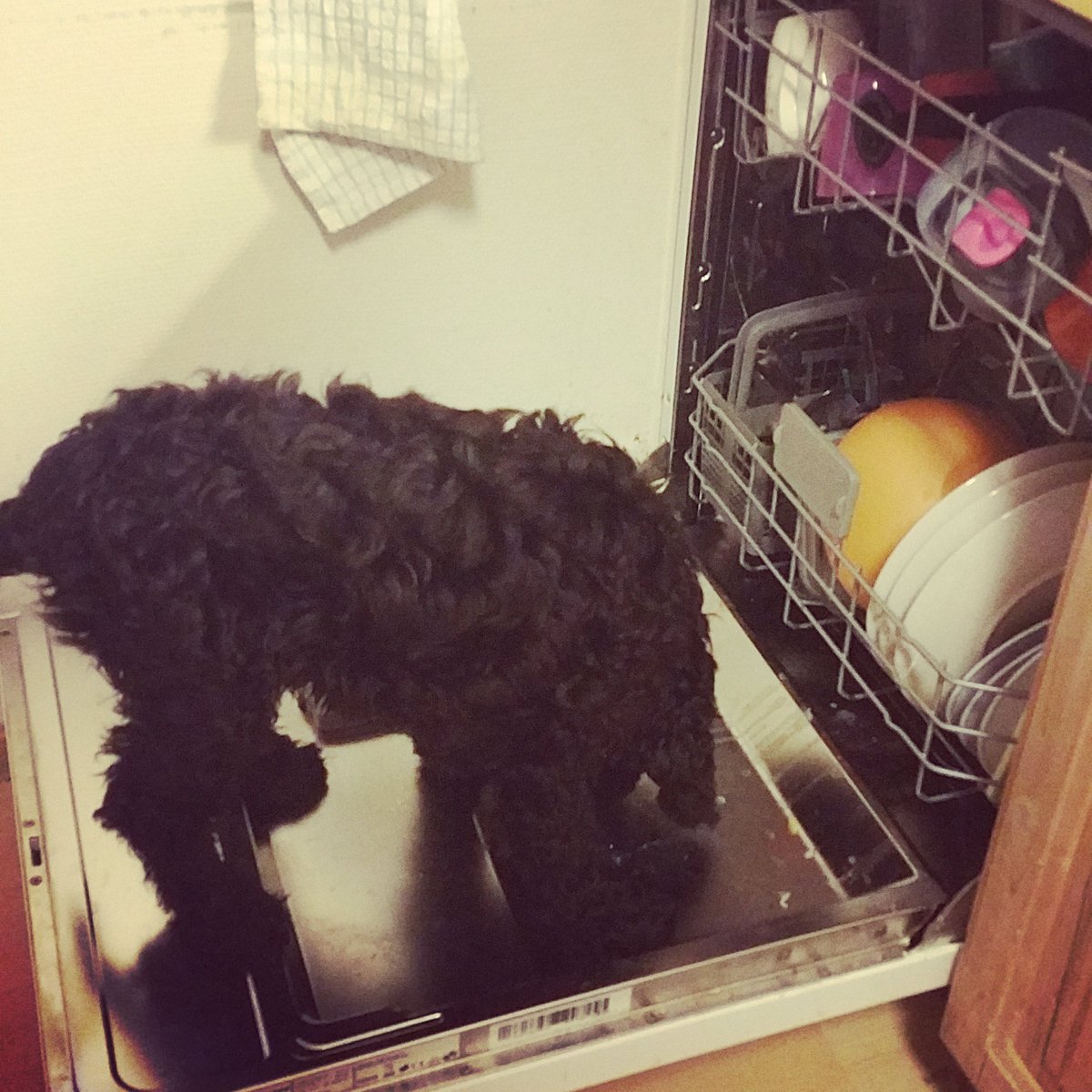 tessavredeveld's tweet photo. Morning! #dogsoftwitter #labradoodle #puppy #prewashthedishes #sohelpfull https://t.co/pyHKp5Vhsh