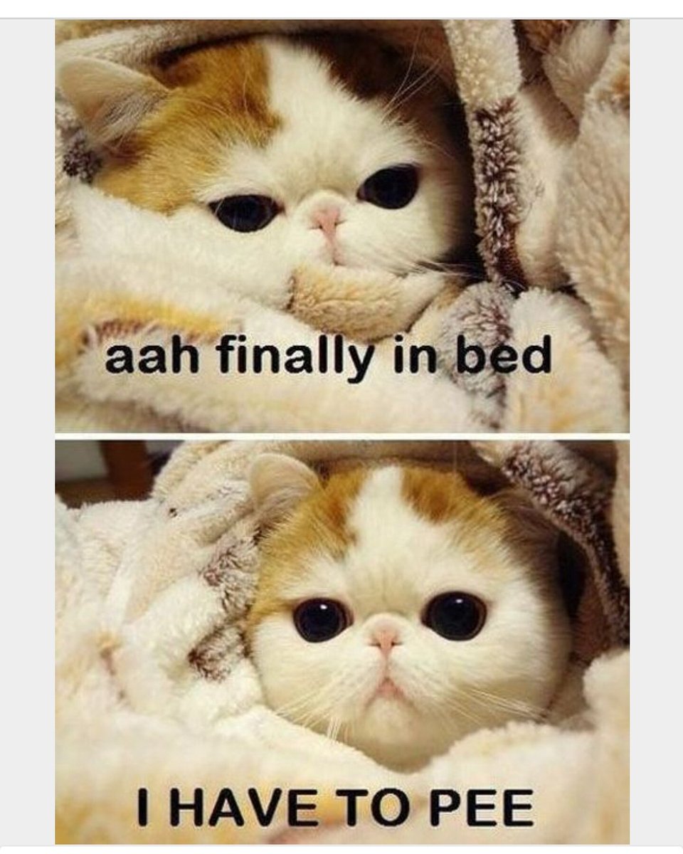 chinaheart7's tweet photo. "@SocksMcFurry: #InsomniaKitty 😹😹😹 https://t.co/4AJVqf7x2V"