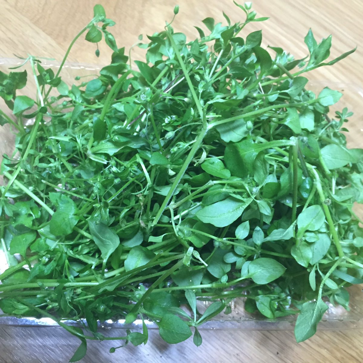 バッグ工房 ラビットモチーフ در توییتر 近所に店長大好物のヒヨコ草群生地を発見 しばしお留守番で機嫌悪かった店長のために摘んできました ピョーン モリモリ食べるッ うさぎ ウサギ Rabbit T Co K90l4pyc0x