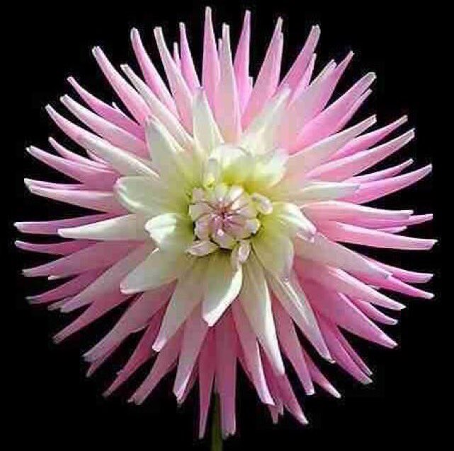 frs_1392_ff's tweet photo. #قروب_الراقي_للدعم https://t.co/UYDAzXJ68F