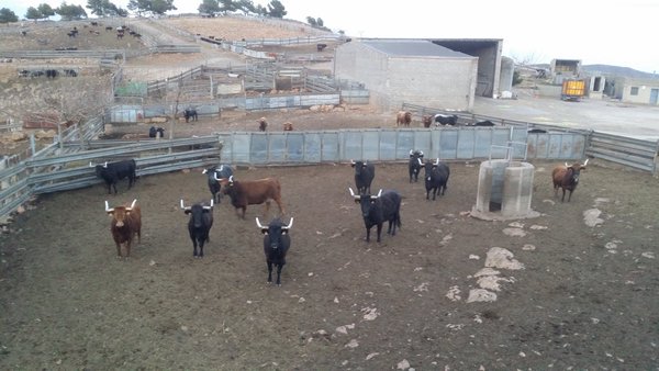 Ya están enfundadas las vacas de Germán Vidal para esta tarde en Castellón. Entrada: 5euros