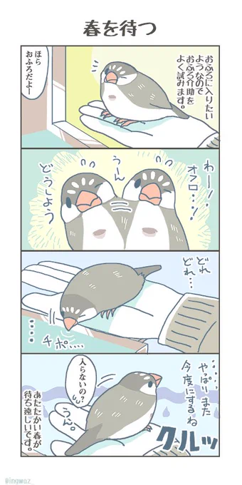 .. 春を待つ。早くご高齢さんもすごしやすい春になってほしいです。 #buncho #javasparrow #文鳥 