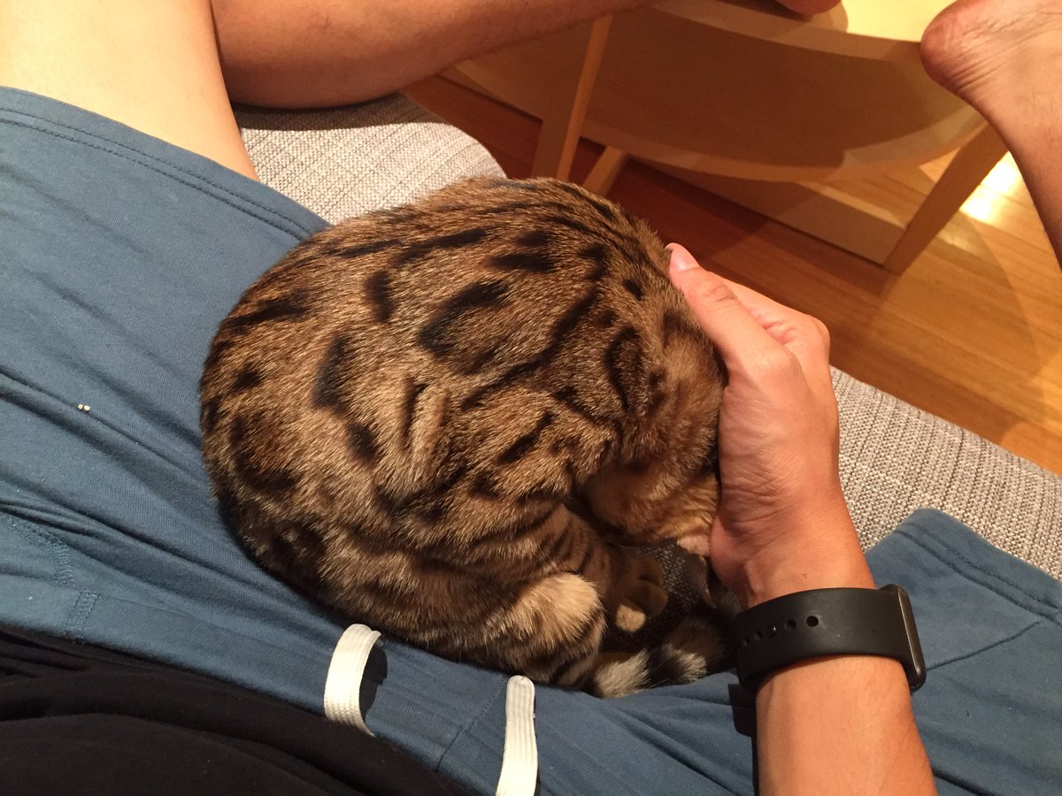 runlevel__5's tweet image. #pethack silky smooth hair only when given cat raw fresh meat. Say NO to pre-processed food