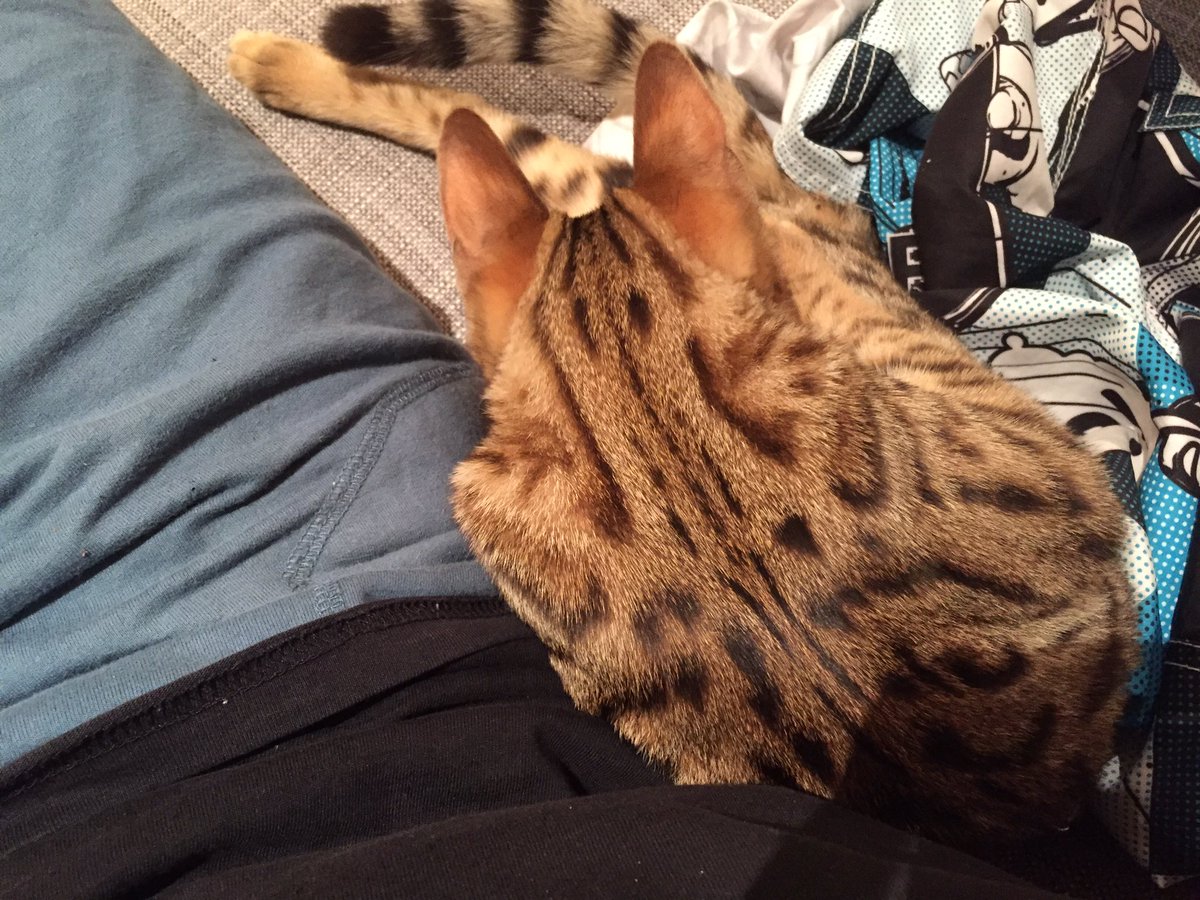 runlevel__5's tweet image. #pethack silky smooth hair only when given cat raw fresh meat. Say NO to pre-processed food