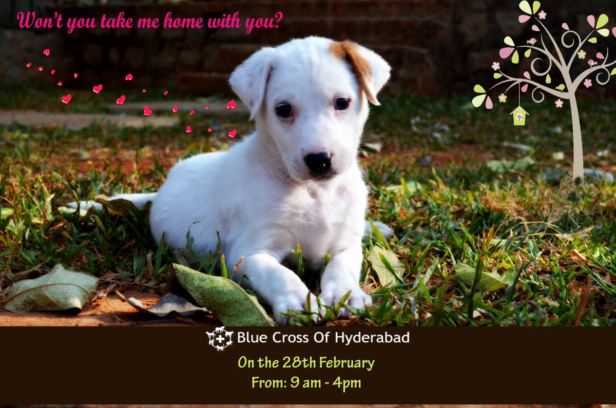 Blue Cross Hyderabad (bluecrosshyd) Twitter