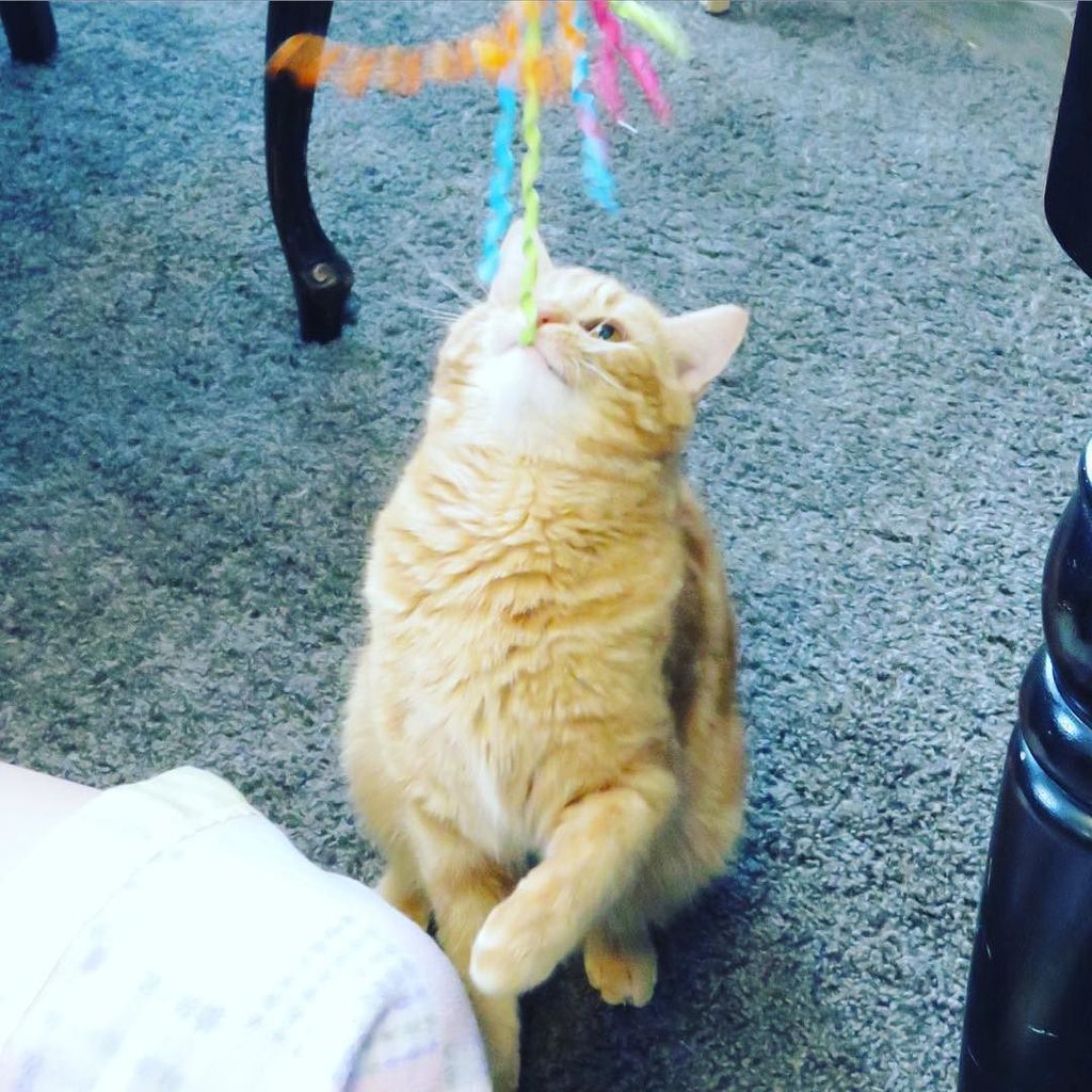 Chatchatcatcat's tweet photo. Nice try, ribbon. πΉ Have a great #Caturday furiends! πΎ
#CooperDooper #oneeyedcat #oneeyedcatclub #OECC #bobtail #r⦠https://t.co/8DQLWg1mQS