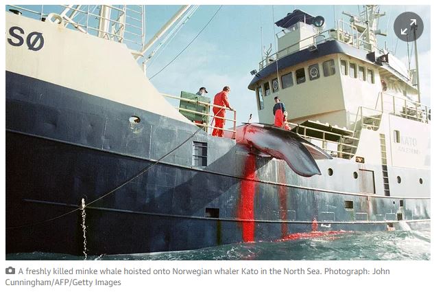 tlmakio's tweet photo. #Norways  2014 catch of 736 minke whales was more than the combined catch of #Japan and #Iceland #OpWhales https://t.co/oMyPJPuqTe