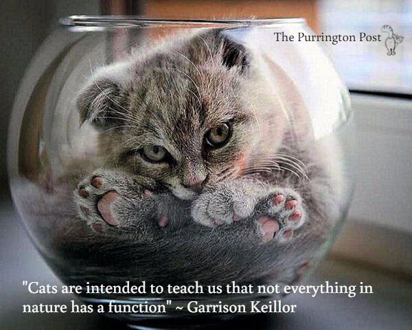 purringtonpost's tweet photo. "Cats are intended to teach us that not everything in nature has a function" ~ Garrison Keillor #cats #catlove https://t.co/YFN9a6ksdk
