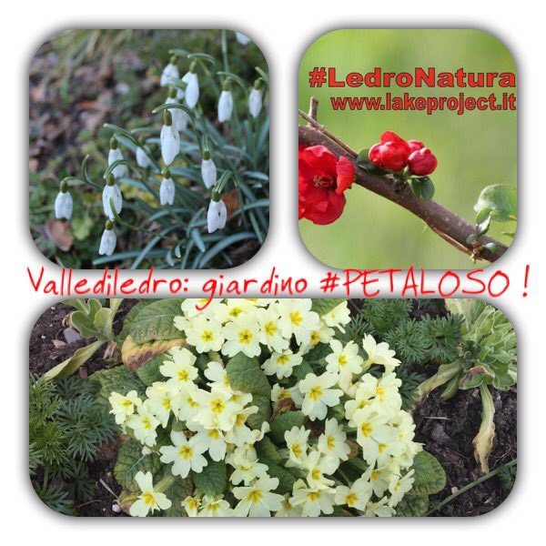 Valery8381's tweet photo. #Vallediledro il giardino #petaloso del #Trentino @petaloso @AccademiaCrusca https://t.co/qdMtLmBoZ3