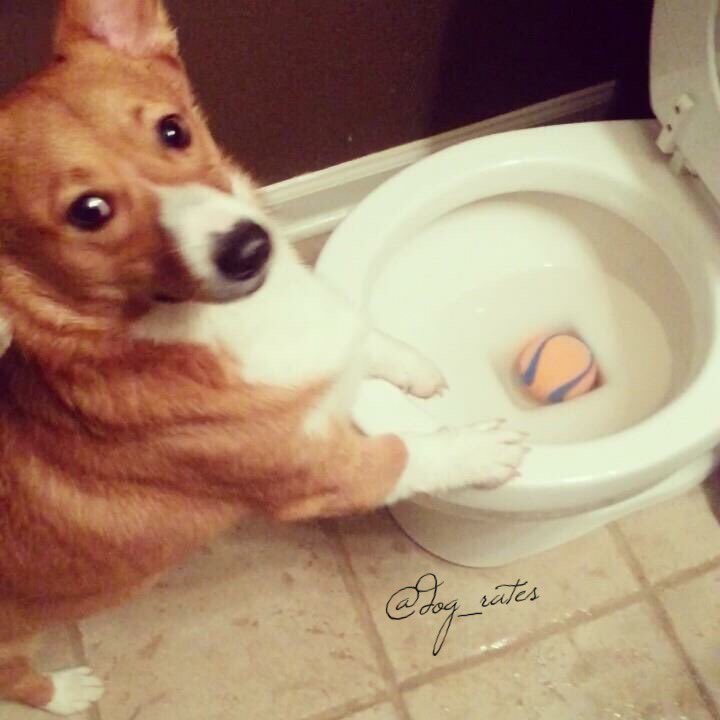 dog_rates's tweet image. Meet Scooter. He's experiencing the pupper equivalent of dropping ur phone in a toilet 10/10 put it in some rice pup