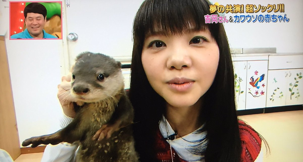 たけ 放牧なう Pa Twitter 吉岡聖恵 カワウソ T Co Zroxxad5uy たけ 放牧なう Pa Twitter 吉岡聖恵 カワウソ T Co Zroxxad5uy