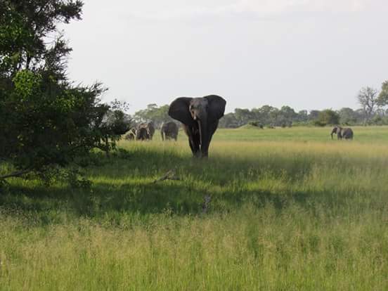 Rawbotswana's tweet photo. Enjoying the late rains at Motswiri #walkingsafaris #ridingsafaris #botswana @TourismBotswana @kamilisafaris https://t.co/hTpNKNiW5E